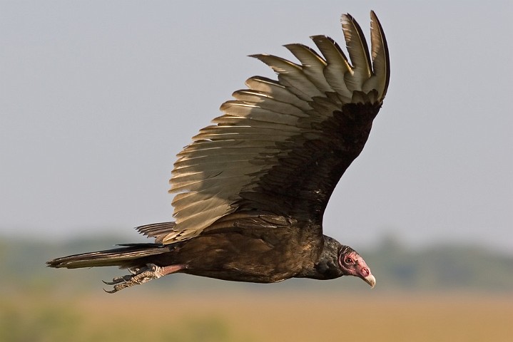 Truthahngeier Cathartes aura Turkey Vulture